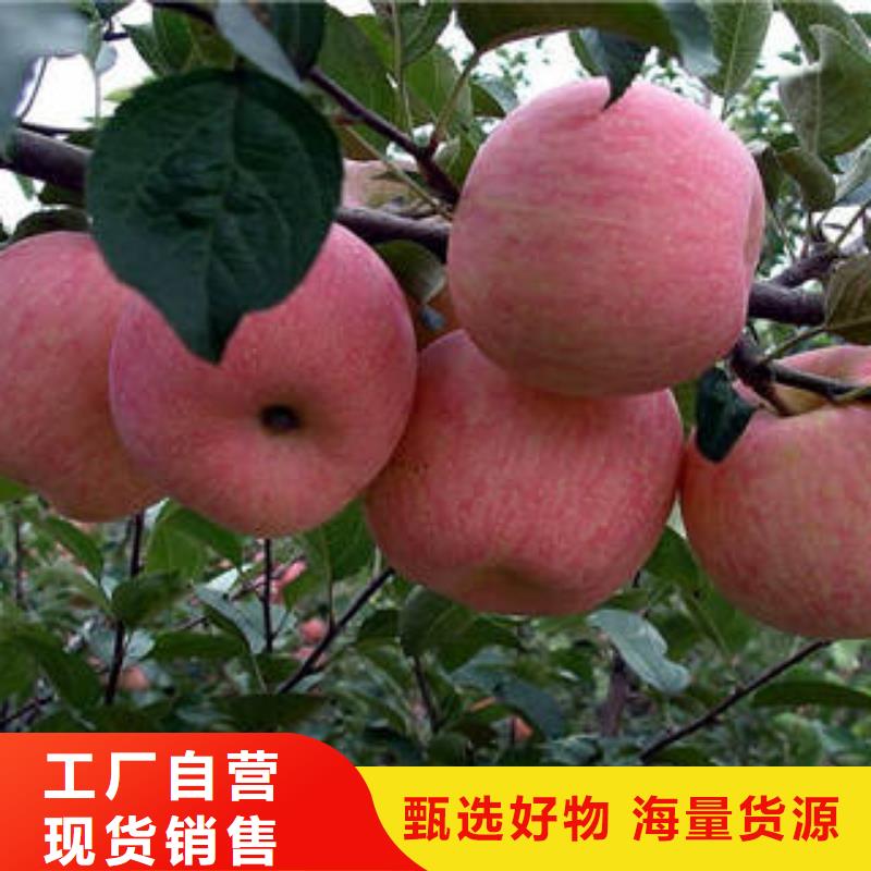 杭州
嘎啦果种植基地追求品质