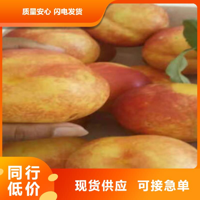 莱芜燕红12号油桃树苗0.5公分