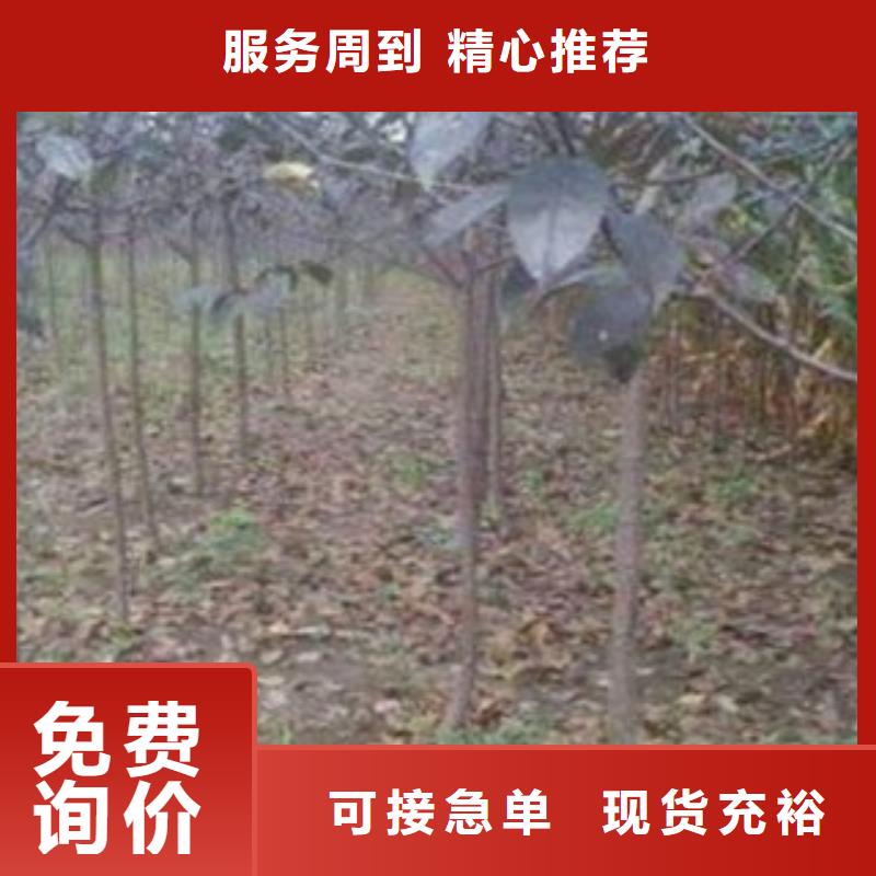 合肥鸭广梨树苗基地图片