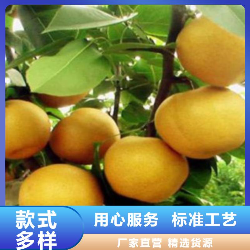 襄樊香水梨树苗种植时间本地服务商