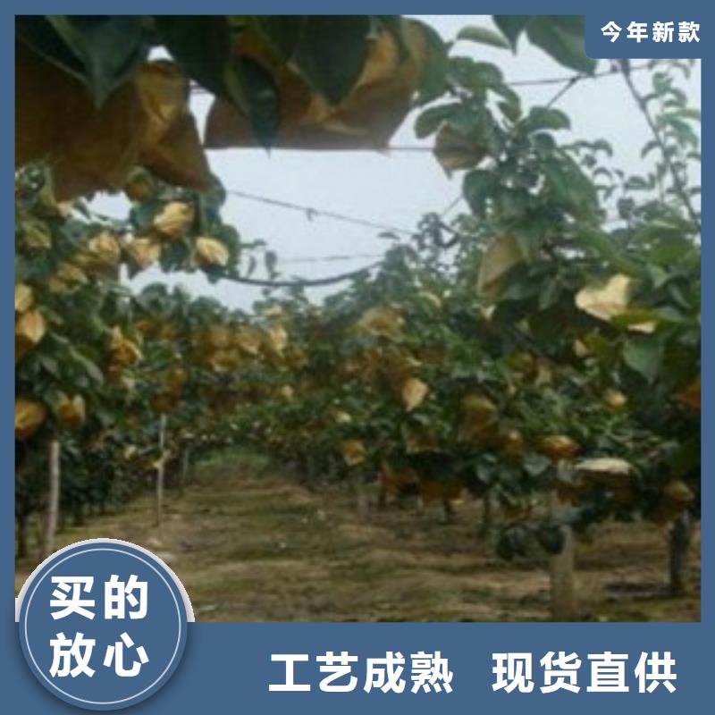 赤峰香水梨树苗基地图片