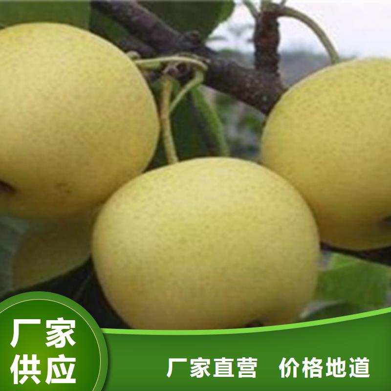 永州1.2公分中熟梨苗中熟梨苗一亩地种植利润