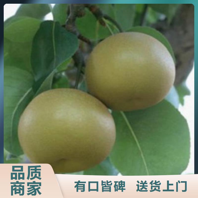 桂林京白梨树苗种植技术