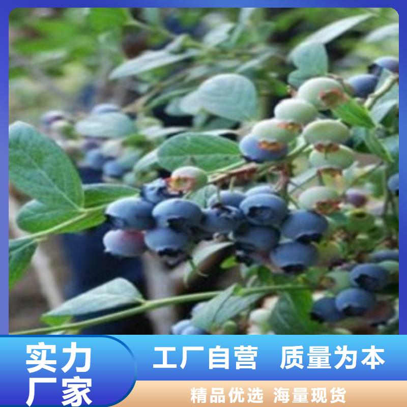 辽源灿烂蓝莓树苗几年结果