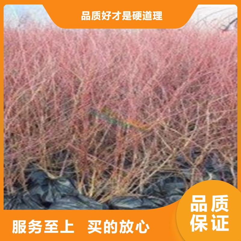 安徽蚌埠1年生北陆蓝莓苗北陆蓝莓苗一亩地种植利润