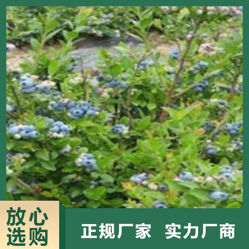 蓝金蓝莓树苗品种附近货源