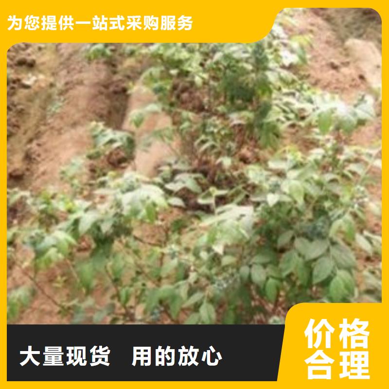 广州芭尔德温蓝莓树苗基地图片
