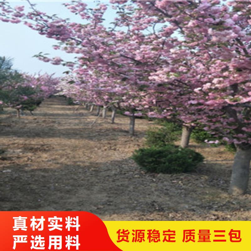 7公分樱花树栽培技术匠心制造
