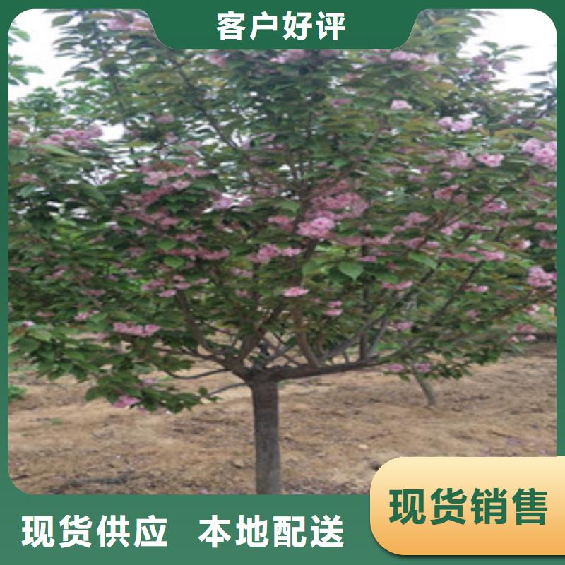 晚樱樱花树生长习性保质保量