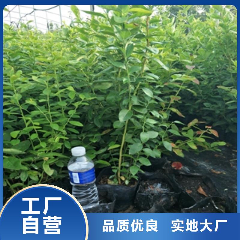 枣庄新千年蓝莓苗繁育方法