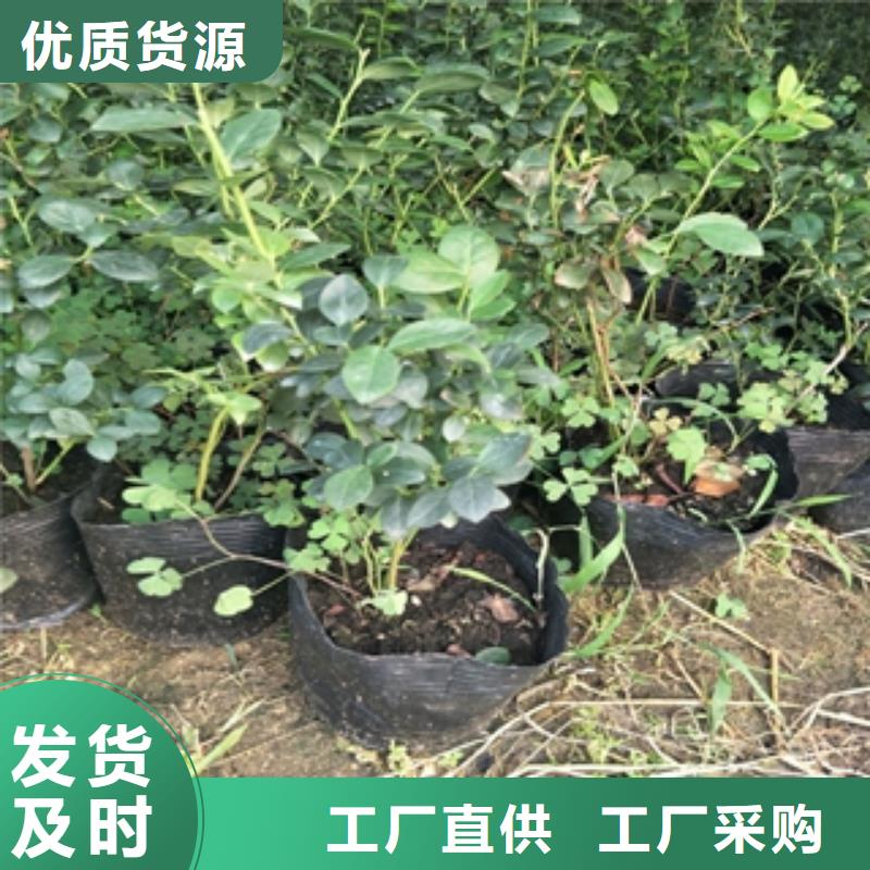 绿宝石蓝莓苗种植技术现货交易