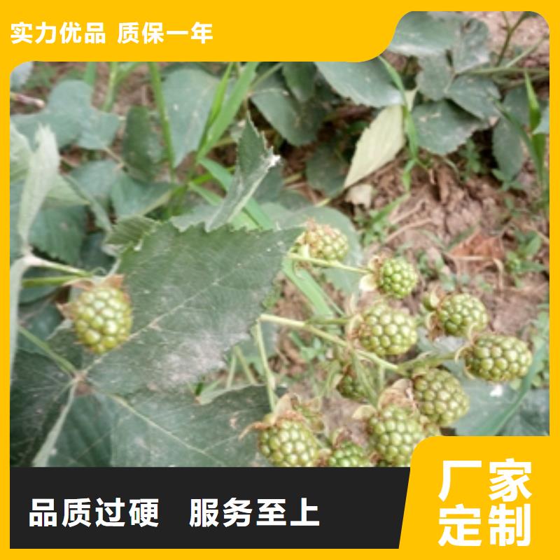 0.5-0.8公分树莓苗种植基地市场报价
