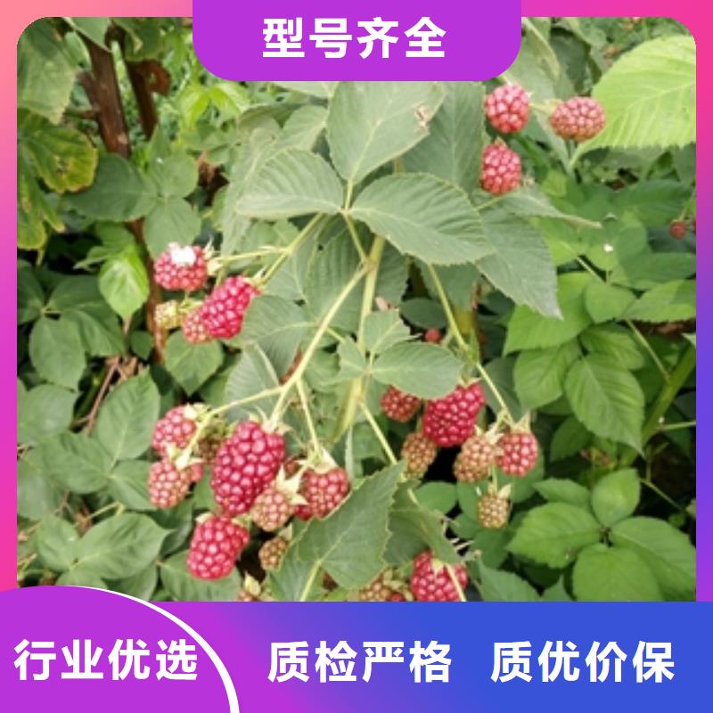 0.5-0.8公分树莓苗栽培技术实地大厂