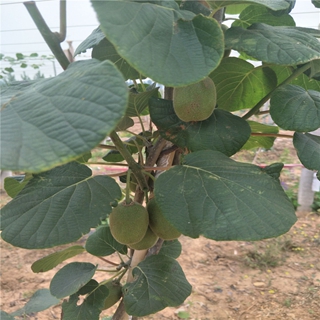 绿心猕猴桃苗栽培技术附近生产商