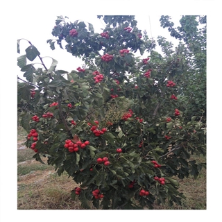 甜红籽山楂树品种多样宜宾
