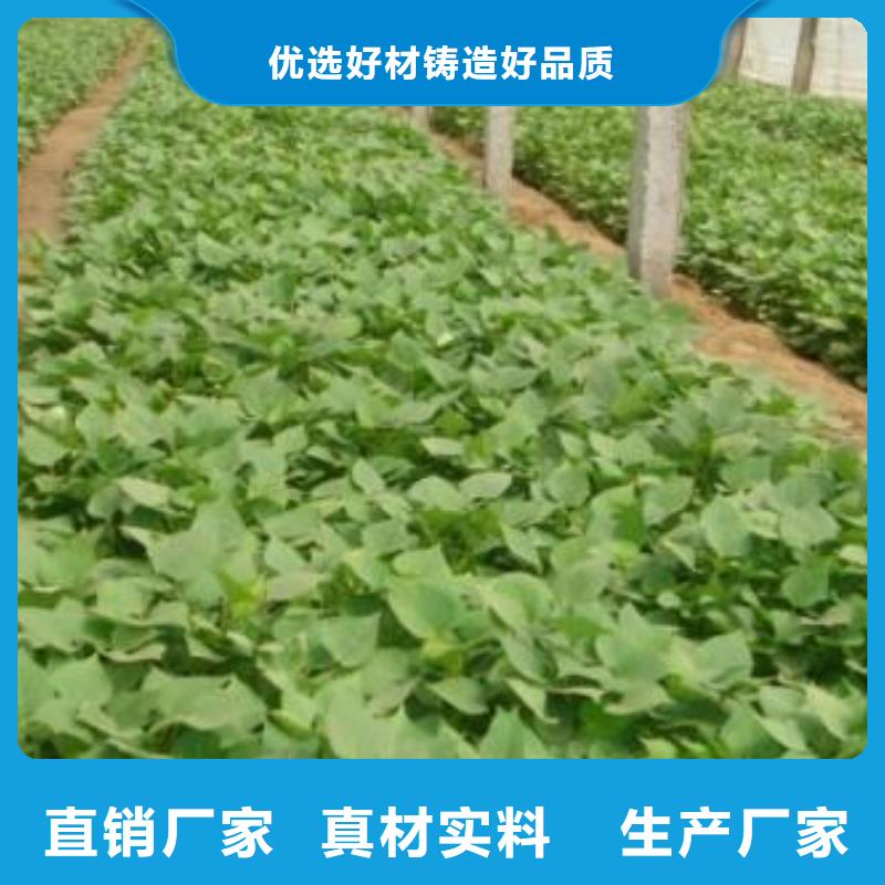 济黑2号紫薯苗种植方法品质过硬