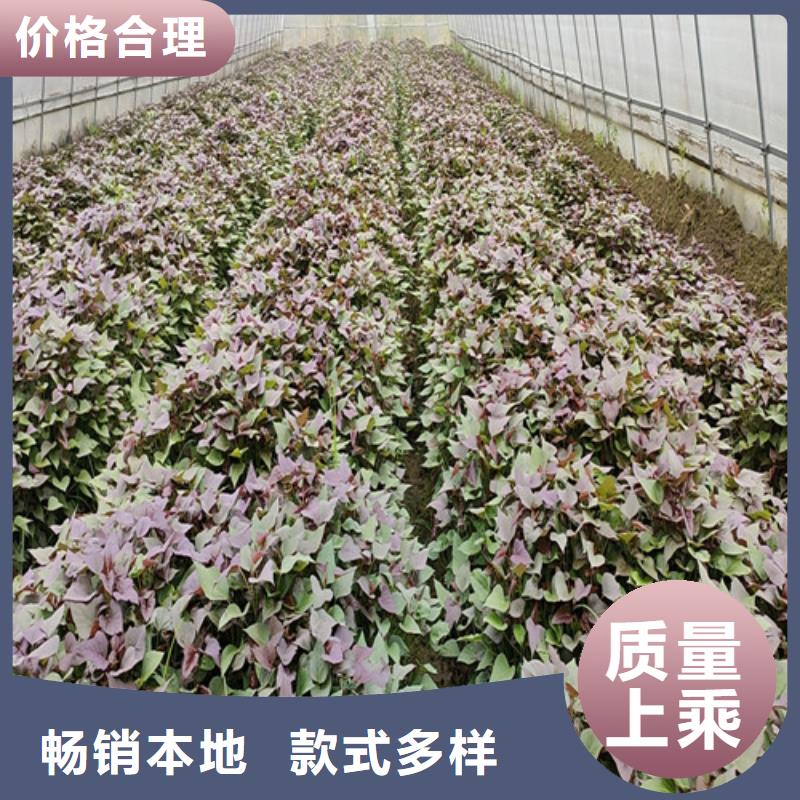 紫罗兰紫薯苗量大从优打造好品质