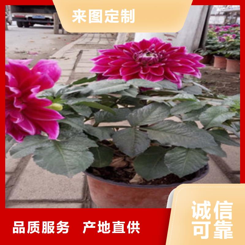 四季秋海棠栽培管理技术绿九州花卉型号全价格低