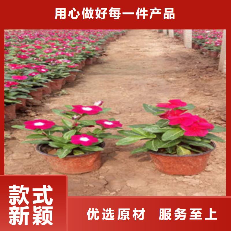 山东青州大花剪秋萝运到合多少钱一盆为品质而生产