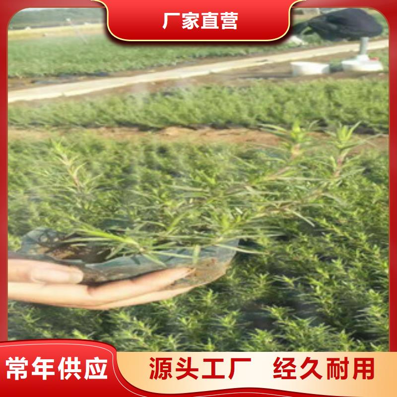 紫叶酢浆草山东省青州农户价出售当地品牌