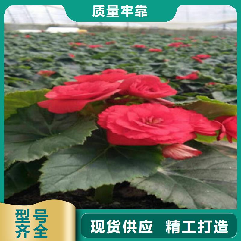 花石榴山东省青州工程苗供应专注生产制造多年