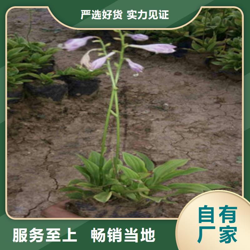 大小盆花叶芦竹价格是多少定制速度快工期短