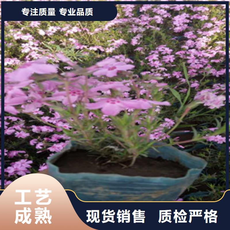 辽宁省葫芦岛紫叶小檗