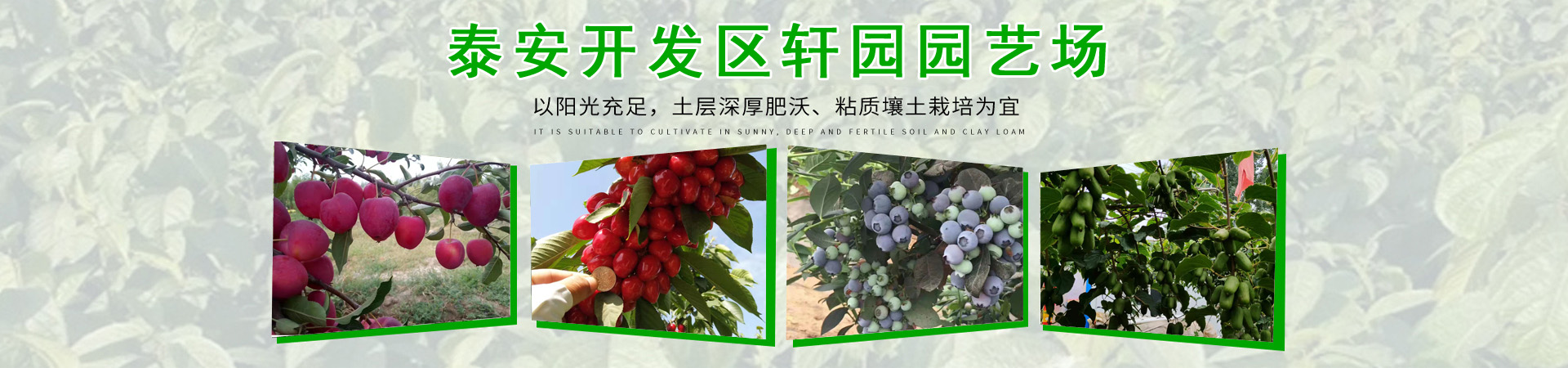 樱桃苗、上海本地樱桃苗、上海、上海樱桃苗