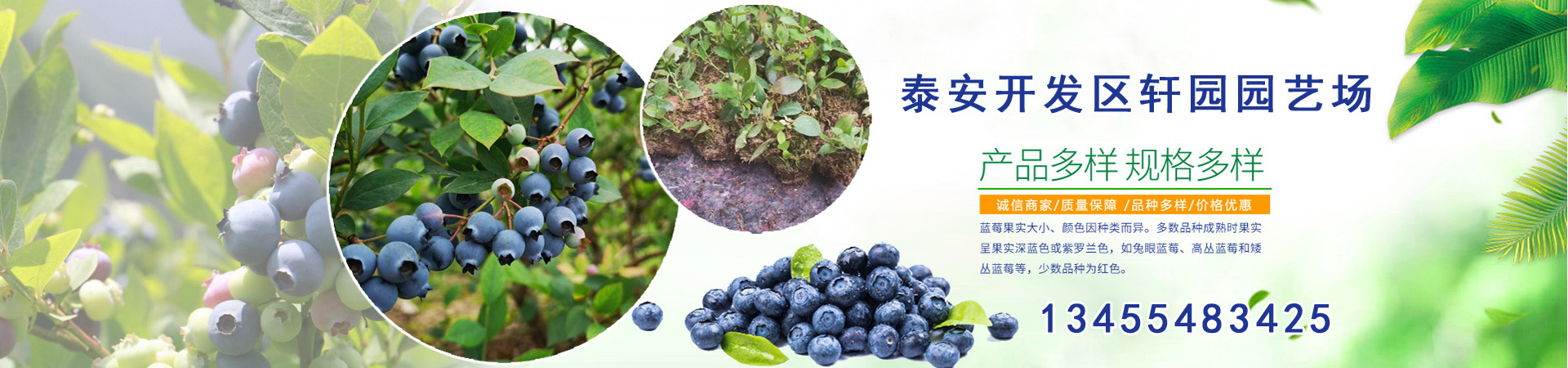 蓝莓苗、云南本地蓝莓苗、云南、云南蓝莓苗