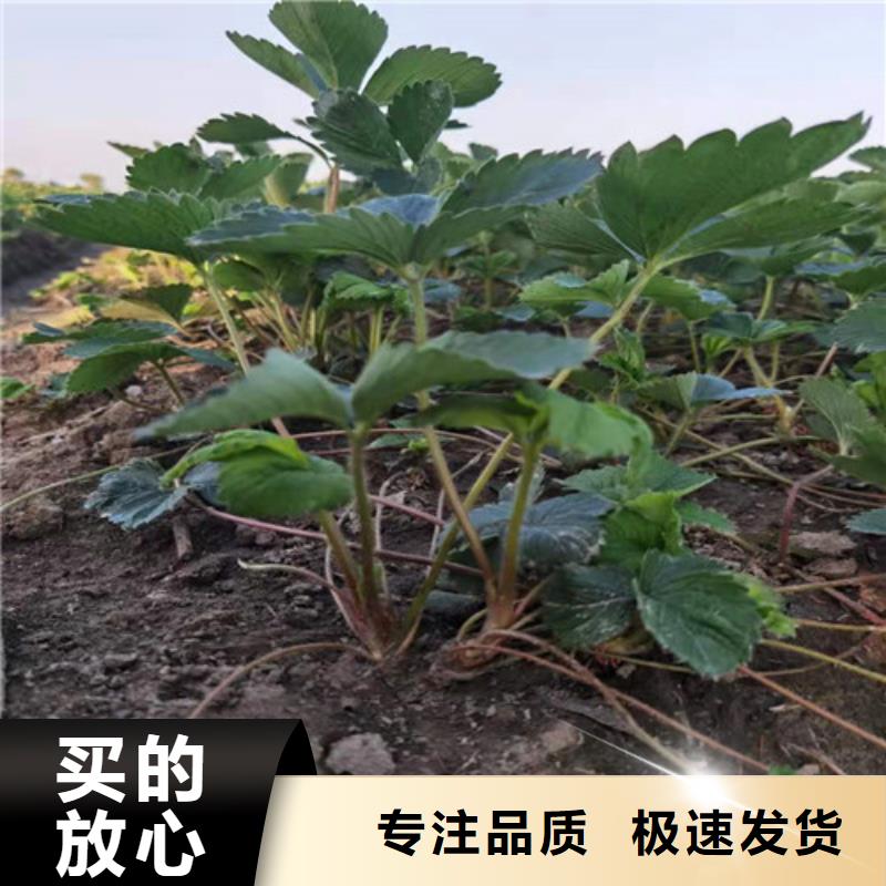 红河土德拉草莓生产苗